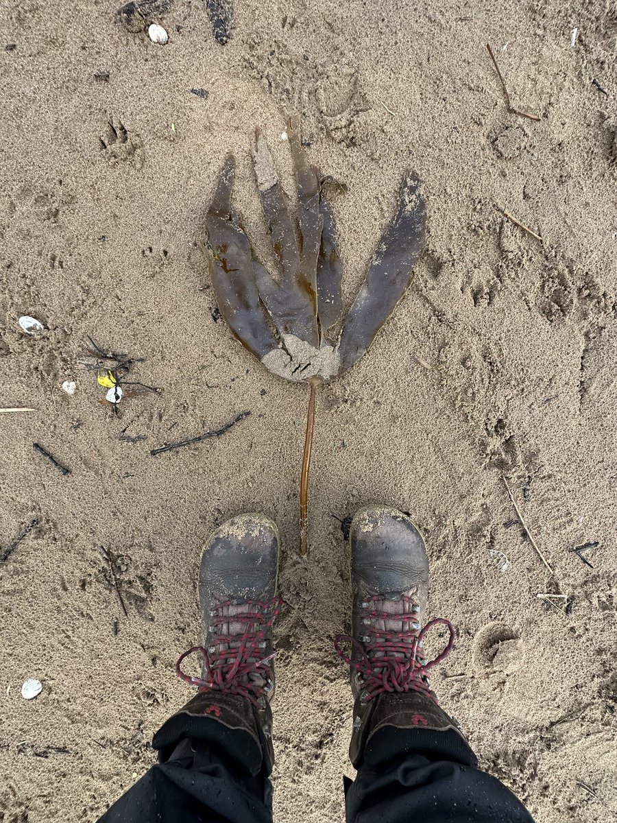 MadisonBP's tweet image. Happy #phycologyfriday! I’ve spent the last few weeks in the field, using #participatorymapping and #oralhistories to visualise and understand #historical kelp! 🗺️ #PhD #marinehistoricalecology