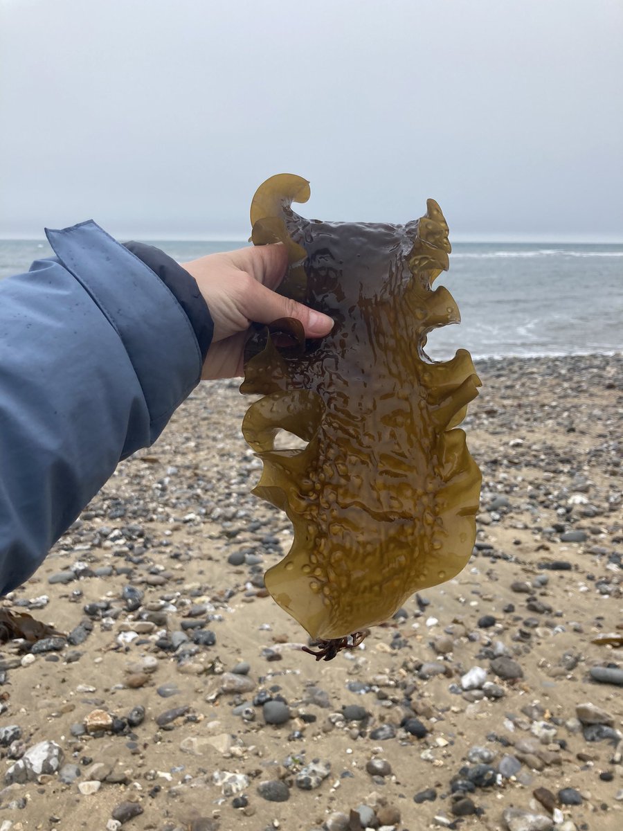 MadisonBP's tweet image. Happy #phycologyfriday! I’ve spent the last few weeks in the field, using #participatorymapping and #oralhistories to visualise and understand #historical kelp! 🗺️ #PhD #marinehistoricalecology