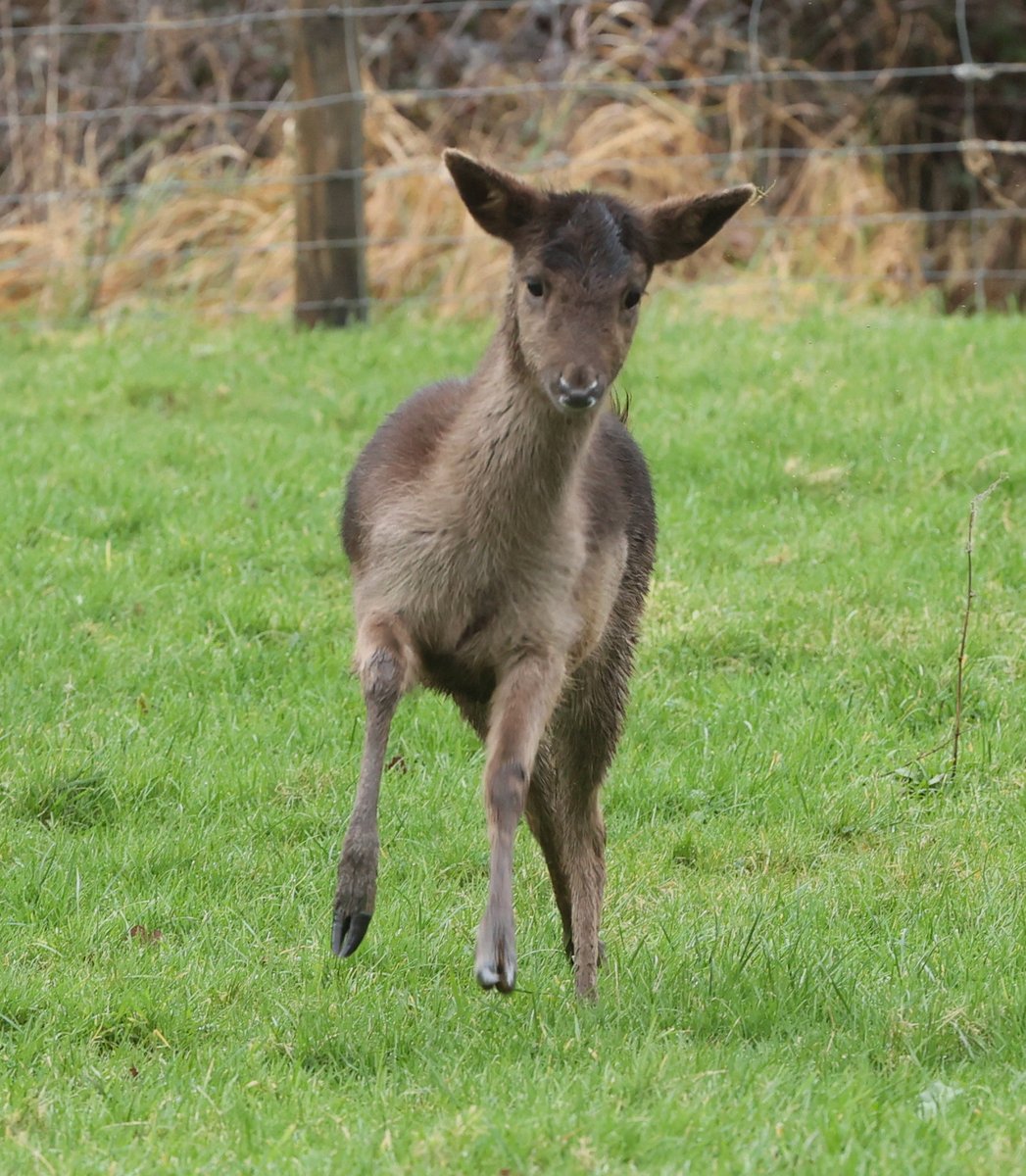 Milly out for her walk this morning and giving one of the pups a run for her money...