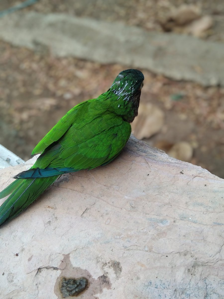 isaiasim's tweet photo. El es Mochito, un lorito cara sucia que mi esposa y yo rescatamos hace casi 3 años de unas condiciones muy precarias e inhumanas en las que vivía. Les voy a contar lo que este animalito hace que nos ha dejado sorprendido. https://t.co/1uEar08HOQ