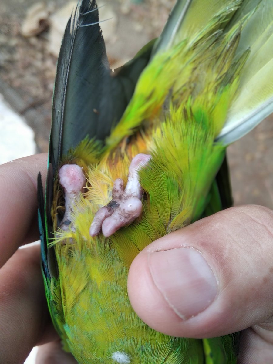 isaiasim's tweet photo. El es Mochito, un lorito cara sucia que mi esposa y yo rescatamos hace casi 3 años de unas condiciones muy precarias e inhumanas en las que vivía. Les voy a contar lo que este animalito hace que nos ha dejado sorprendido. https://t.co/1uEar08HOQ