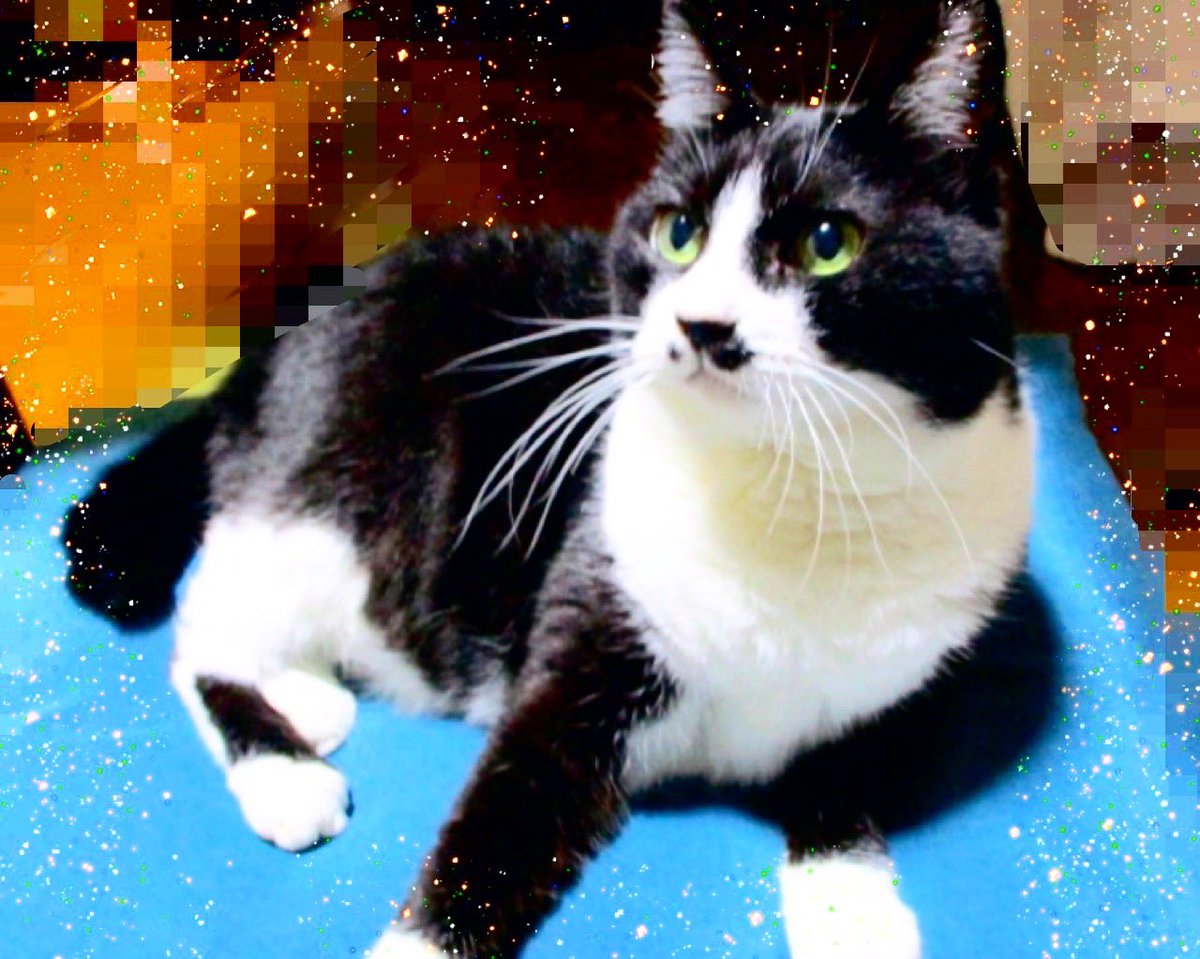 DIOGENESX4's tweet photo. こんばんわん❣
＆
今日は母猫ハナの命日でした！
【ハナのこどもたち】
おんなのこ➡️シマ
                         メグ
                         フク
おとこのこ➡️クマ
                         ショウタ
です🌸🌸🌸🌸🌸
＆
フォロワーさん10000人突破！！
ありがとうございます🙇‍♀️🙇‍♀️🙇‍♀️！！ https://t.co/hl22d8Y6Eb
