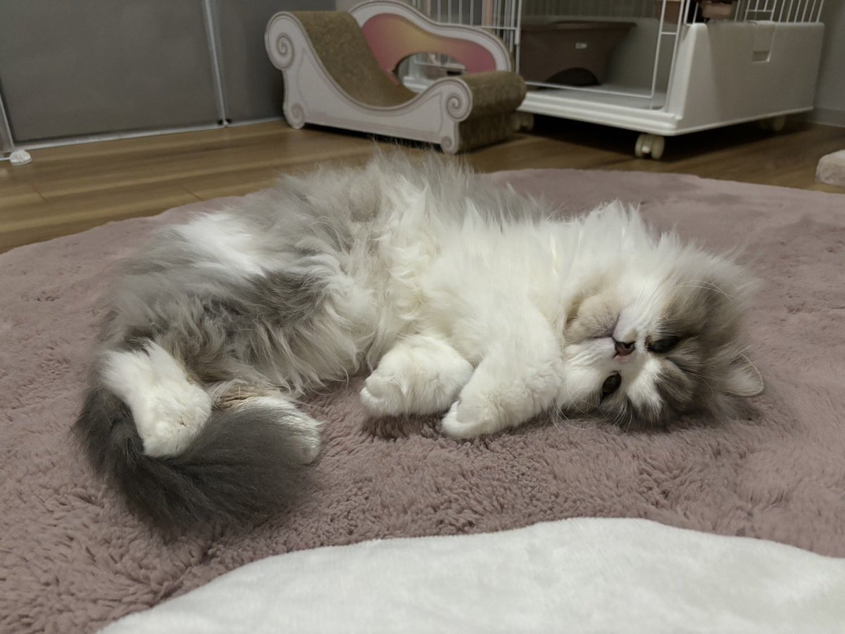 iluu0920's tweet photo. もふー　#猫 #猫がいる暮らし https://t.co/CdhbVGxc0Z