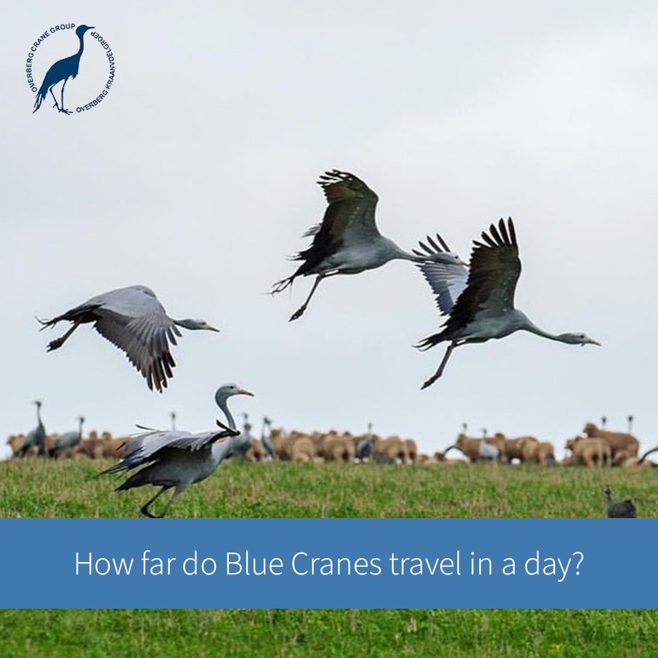 overbergcrane's tweet photo. @TheEWT researcher and OCG Extension Officer Christie Craig found that non-breeding cranes moved on average 13.3 km/day vs breeding cranes which travelled on average 5.8km/day.

The maximum daily distance travelled was 309 km by an Overberg crane that flew to the Eastern Cape. https://t.co/nXhcU9QwcE