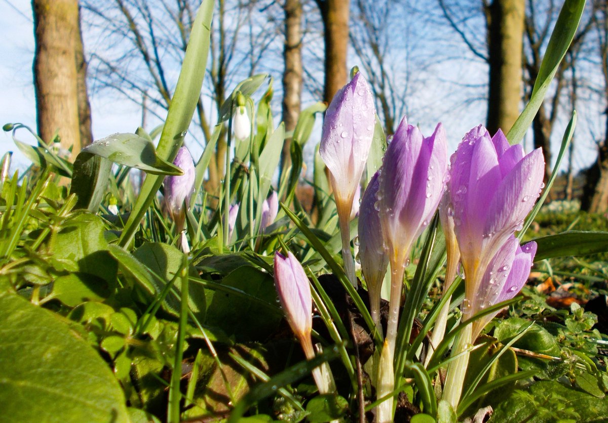 #FlowersOnFriday #signsofspring #loveukweather