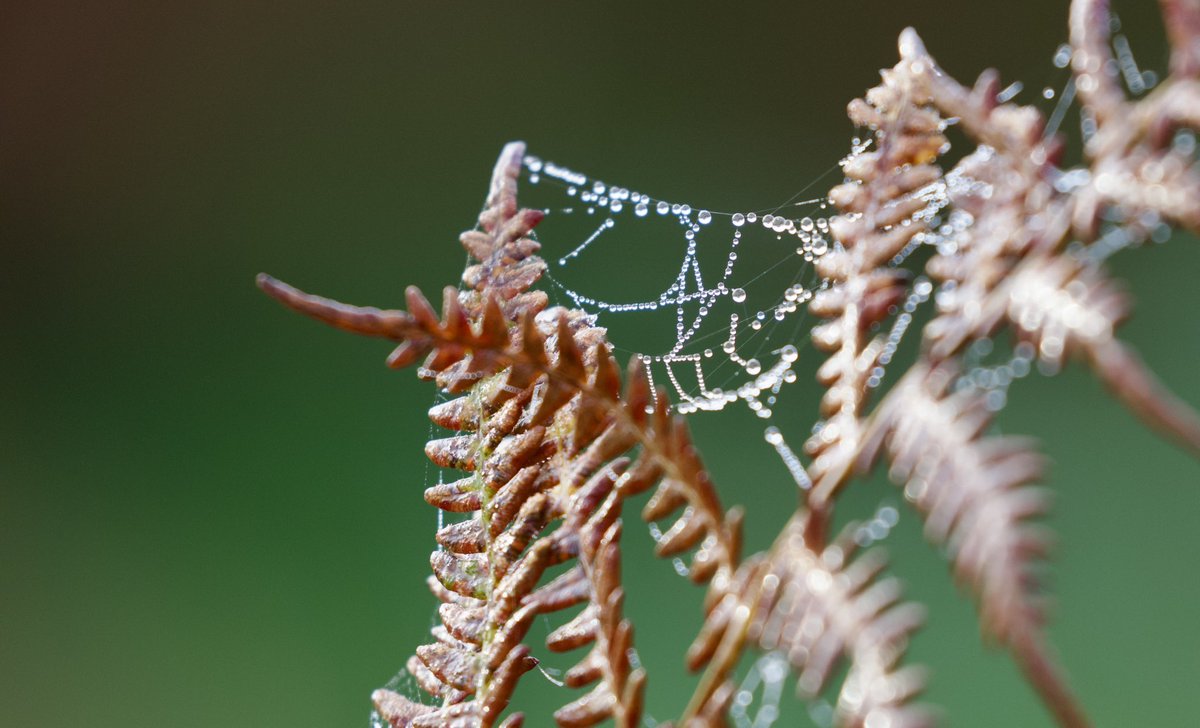 border70's tweet image. Some shots from a frosty day in Bushy park back in the autumn. @theroyalparks