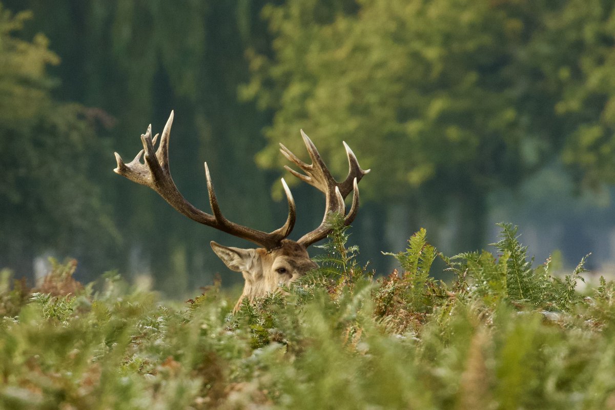 border70's tweet image. Some shots from a frosty day in Bushy park back in the autumn. @theroyalparks
