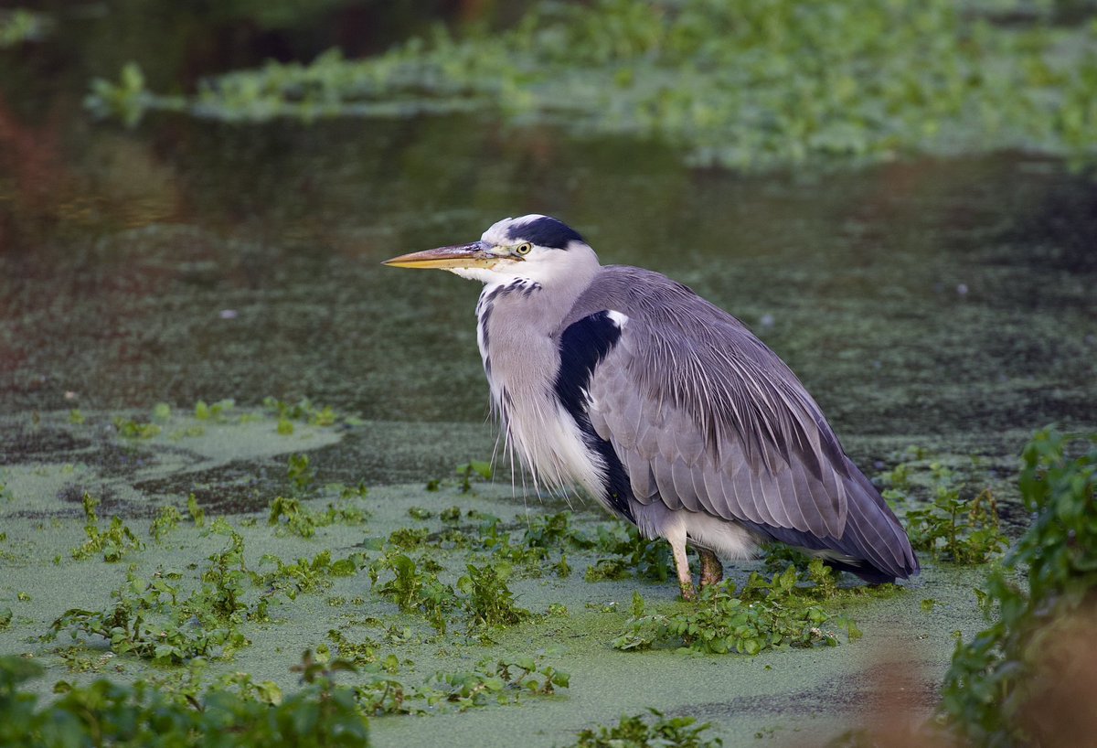 border70's tweet image. Some shots from a frosty day in Bushy park back in the autumn. @theroyalparks