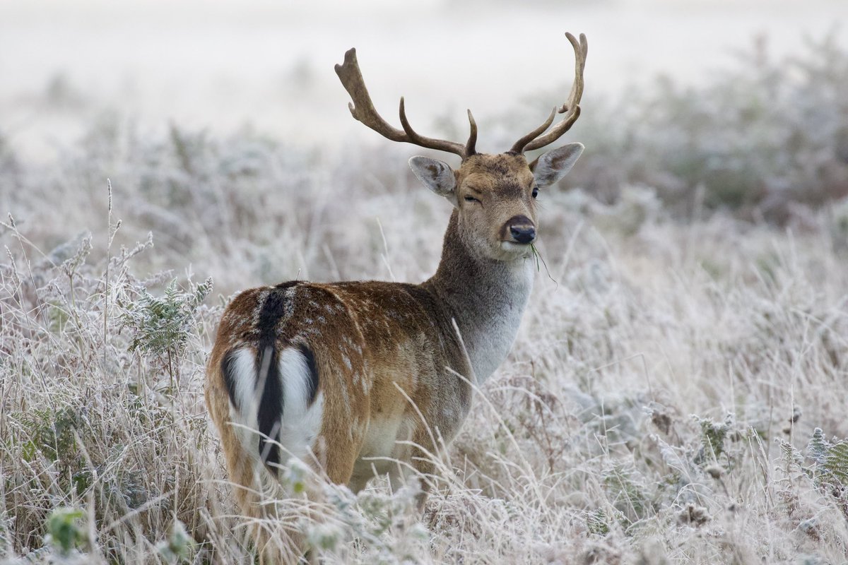 border70's tweet image. Some shots from a frosty day in Bushy park back in the autumn. @theroyalparks