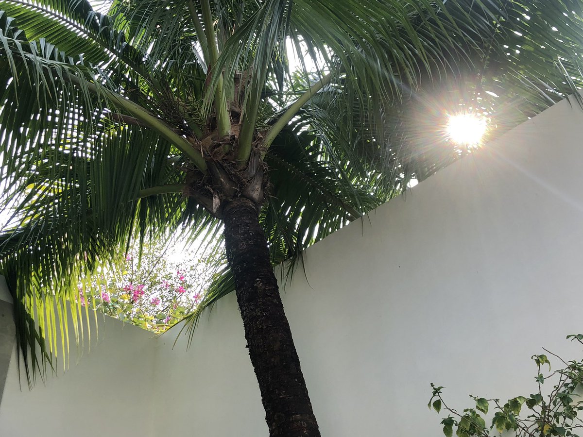 kyomanduza's tweet photo. summer 🏝️ https://t.co/eeyV3RyYzl