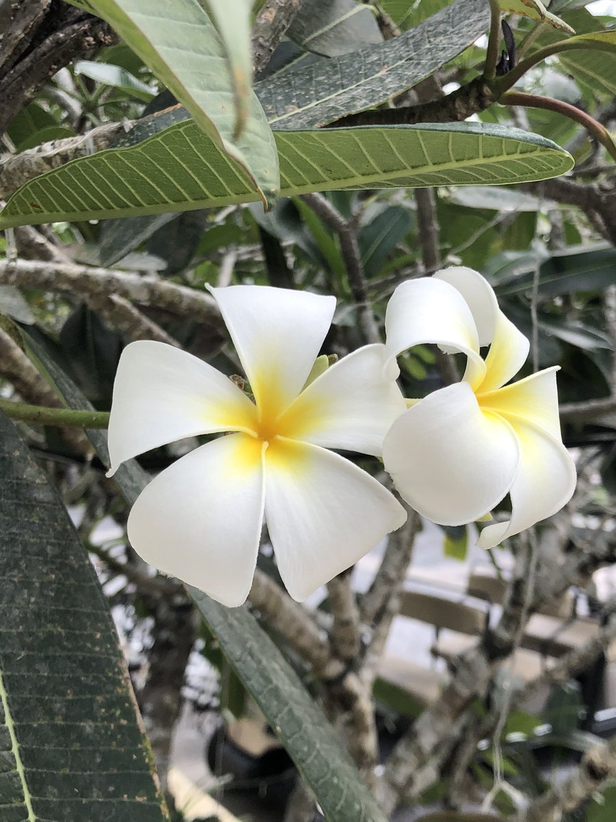 kyomanduza's tweet photo. summer 🏝️ https://t.co/eeyV3RyYzl