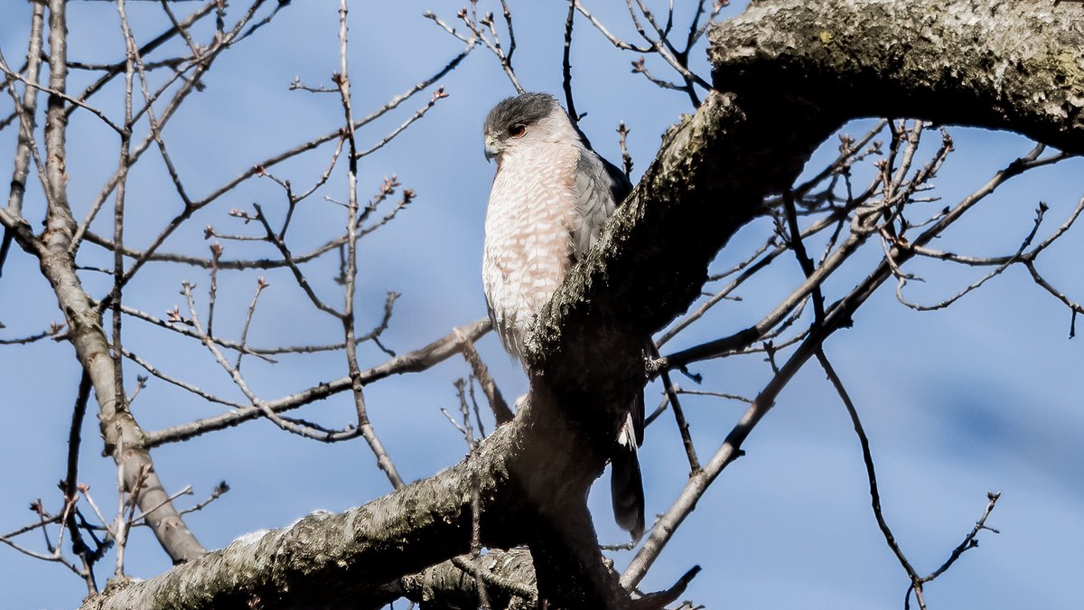 Meet the Coops

Thurs 2/8 10:45-11:45am, the Central Park Ramble: I saw a cont adult Cooper's Hawk (UprR) hunting at Evodia Fld, the Oven & the Point; after it flew N I saw a juv CH (UprL) on N side of Point; when juv flew N it was immed followed by 2nd adult (LwrR). #birdcpp