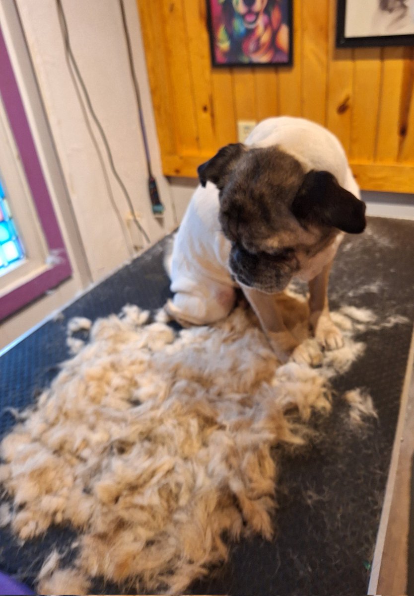 #FurlessFriday MOMMA SHAVED ME DOWN! BOY WAS I A HAIRY OLD LADY😆. Don't worry friends,  I WAS COMPENSATED for my loss of fur. I GOT TREATS & A NEW COAT! #HappyFriday #puglife #dogsoftwitter #dogsofx #SeniorDog #Lucy #pug #beautifulgirl #LookingGood #ReadyForTheWeekend