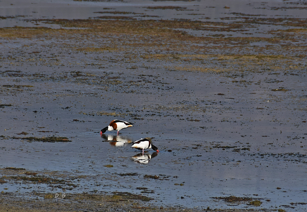 Βαρβάρες!
#bird #birdphotography #birds #duck #ducks #nature #naturephotography #naturephoto #naturephotograpy #naturelovers #photo #photography #photograph #photographer #photographylovers #nikon #nikonphotography #nikonphoto