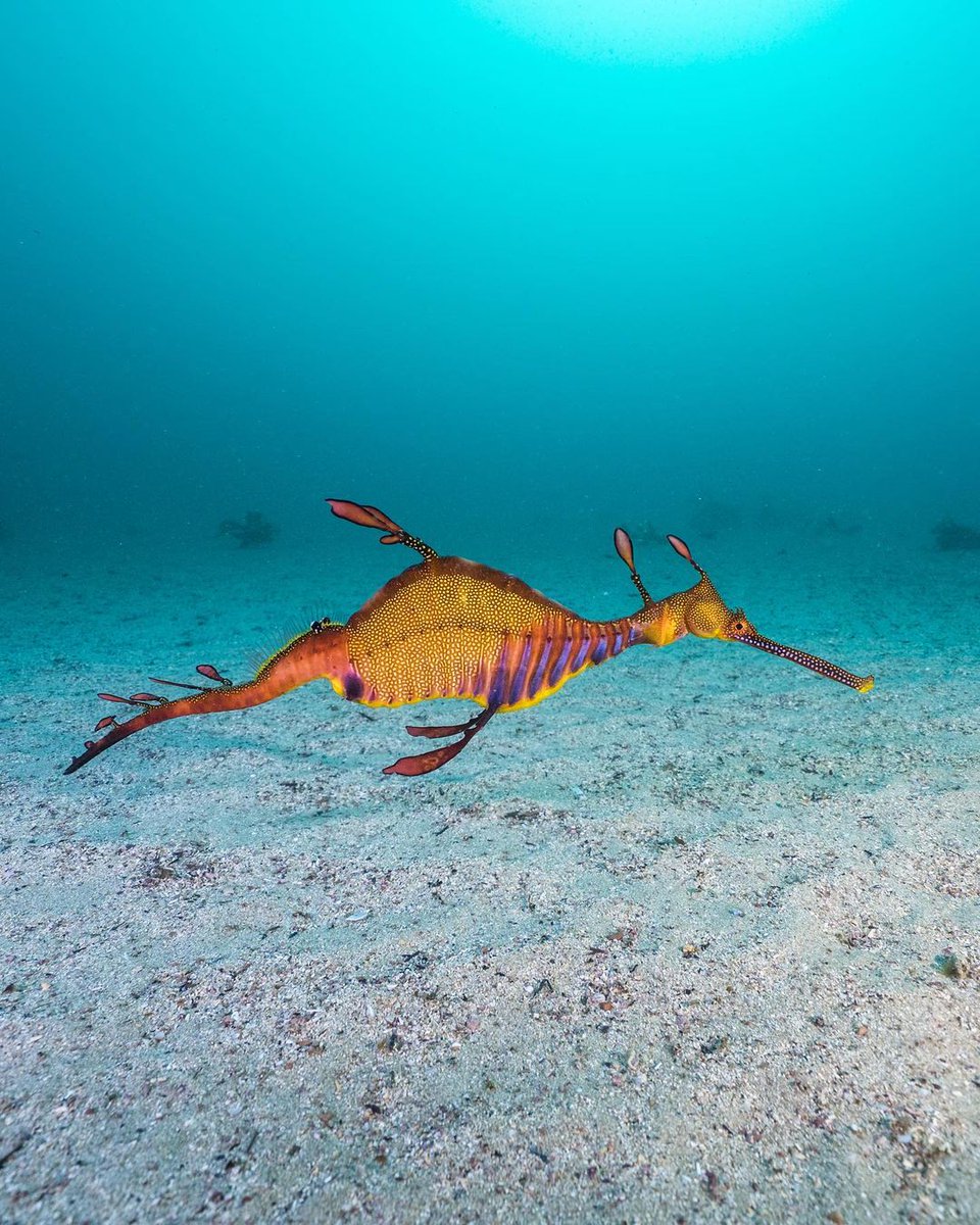 LewisPughFDN's tweet photo. Yes, dragons of the sea are real... 🌊🐉🎇 #YearOfTheDragon 

📸: Tom Park https://t.co/m81FtMV5gV