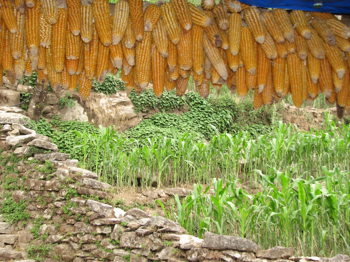 🌽 Sustainable agricultural practices lead to green recovery by promoting environmental conservation, mitigating climate change and conserving water.
Read more on this news article on our website 👇
bit.ly/3UFGADL
#sustainable #sustainablefarming #agriculture