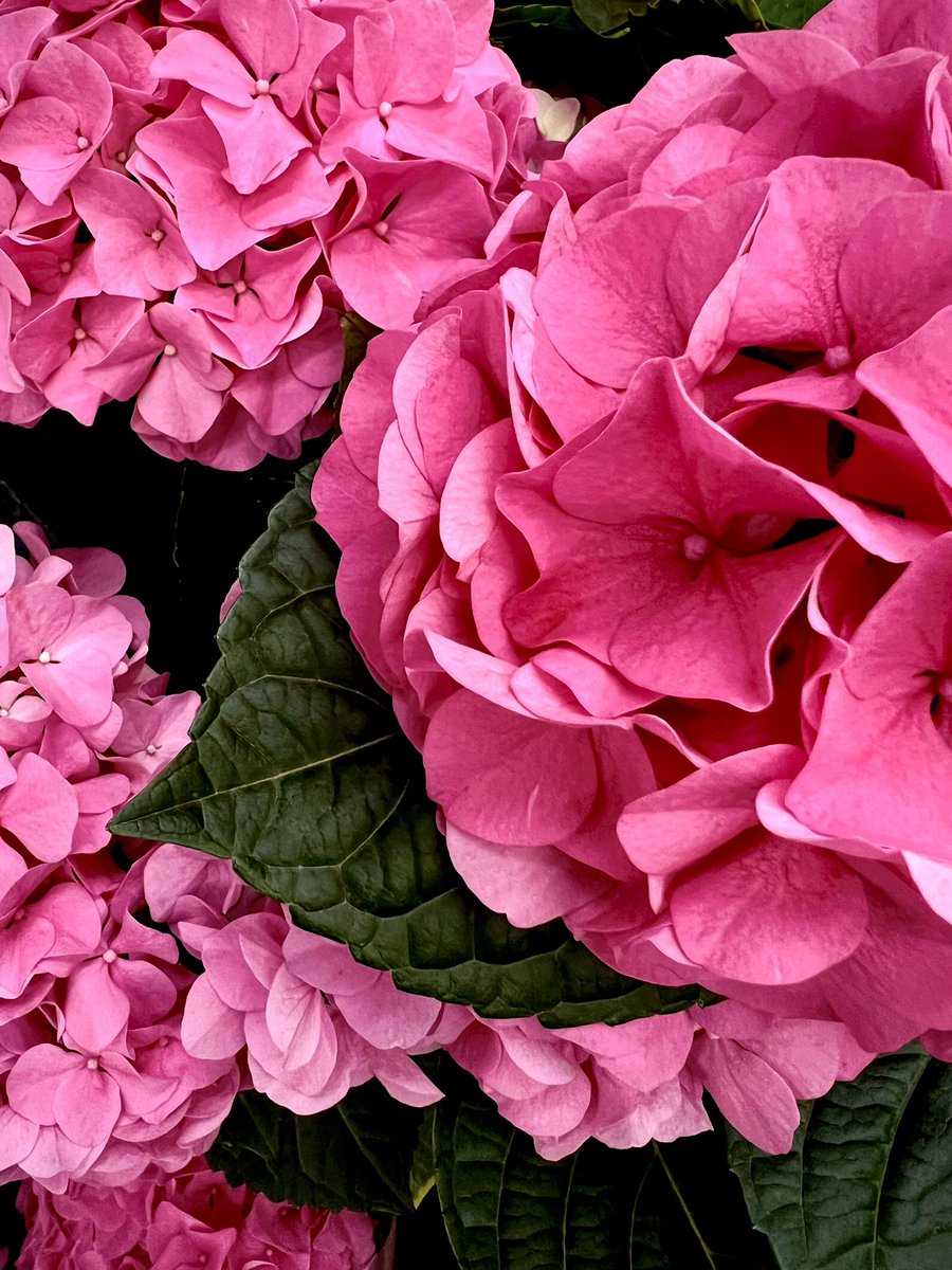 Morning!
#FlowersOnFriday  #hydrangea  #plantsmakepeoplehappy @GettyImages  #inthepink  #petalperfection #flowerphotography