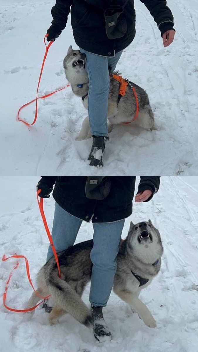 leash walking holding pants snow jacket animal  illustration images