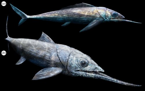 RSocPublishing's tweet photo. New from #RSOS: Extreme lower jaw elongation in a #placoderm reflects high disparity and modularity in early vertebrate evolution. Read the full paper: https://t.co/7R7Yyh53E7 #FossilFriday @PalaeoMelina https://t.co/N6fz23feaV