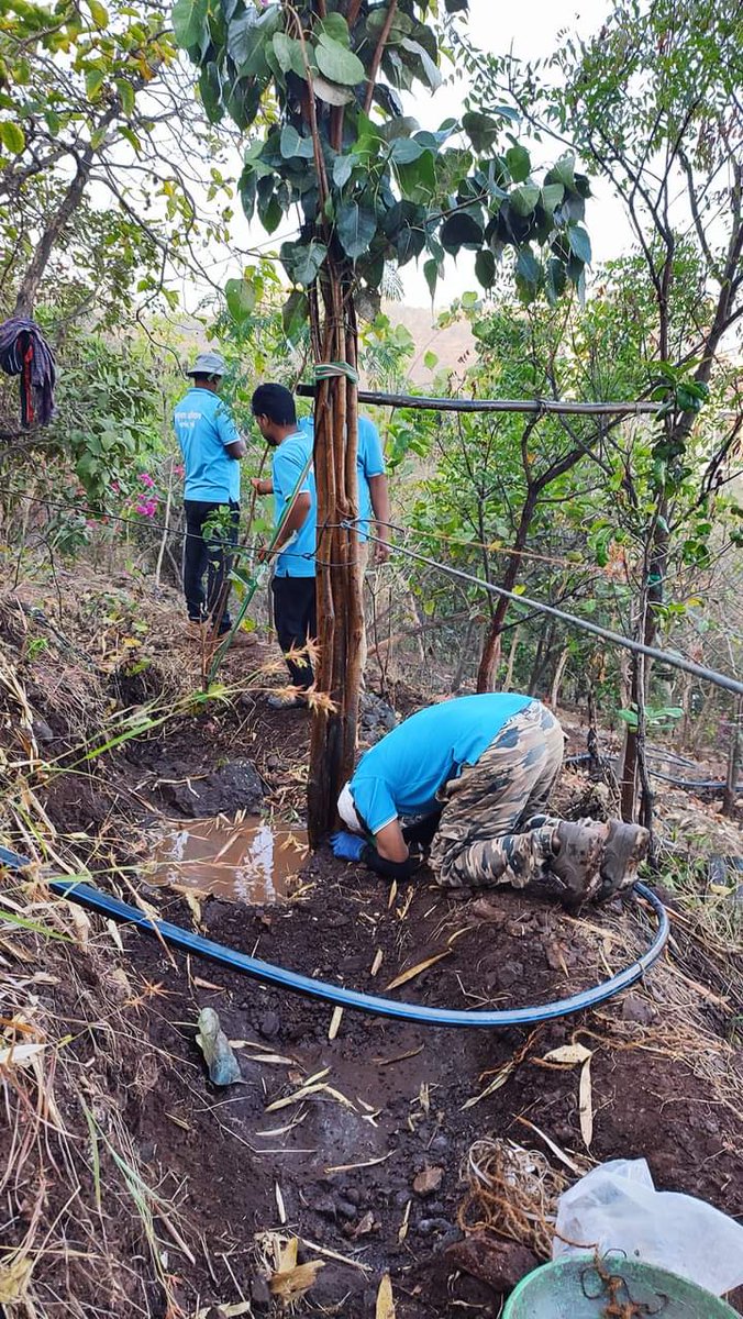 MhalungeSpeaks's tweet image. Great job team Vasundhara Abhiyan baner .

They saved this tree from baner road &amp;amp; replanted it on tekdi.

@PMCPune - Baner road tree plantation should be collaborated with Vasundhara team this will surely improve tree cover on Baner road.