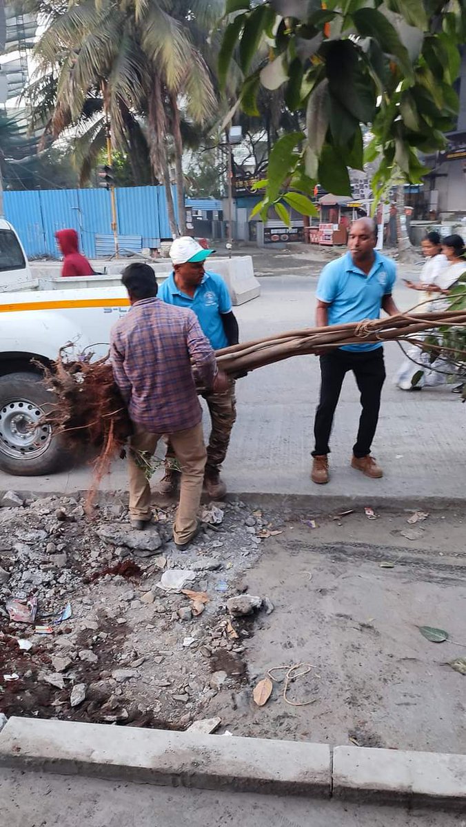 MhalungeSpeaks's tweet image. Great job team Vasundhara Abhiyan baner .

They saved this tree from baner road &amp;amp; replanted it on tekdi.

@PMCPune - Baner road tree plantation should be collaborated with Vasundhara team this will surely improve tree cover on Baner road.