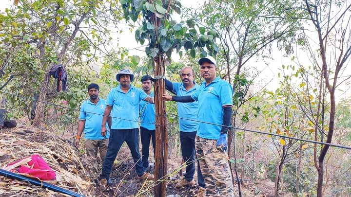 MhalungeSpeaks's tweet image. Great job team Vasundhara Abhiyan baner .

They saved this tree from baner road &amp;amp; replanted it on tekdi.

@PMCPune - Baner road tree plantation should be collaborated with Vasundhara team this will surely improve tree cover on Baner road.