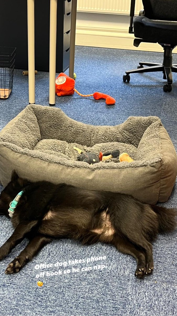 SchipperkesUK's tweet image. Office dog took me to work today.