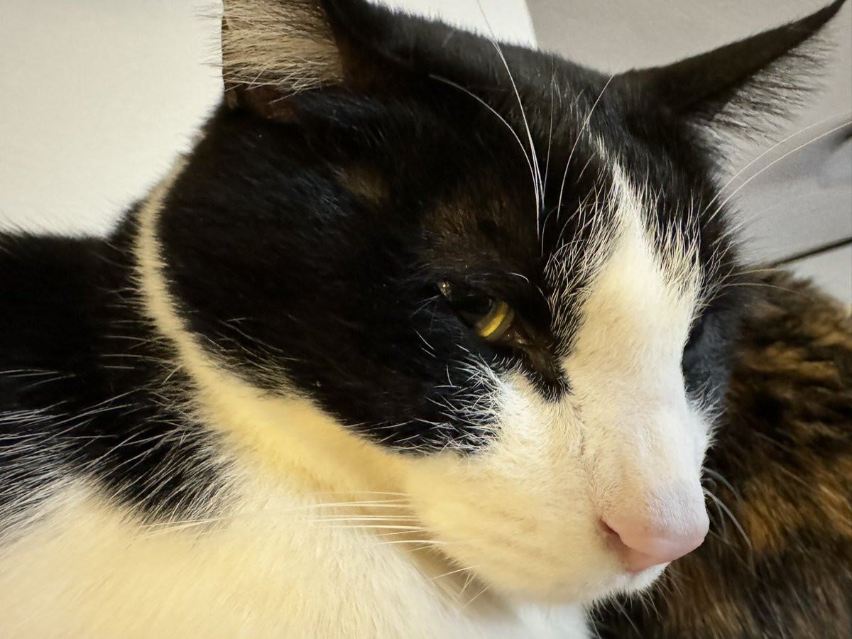 連結

#猫
#猫のいる暮らし