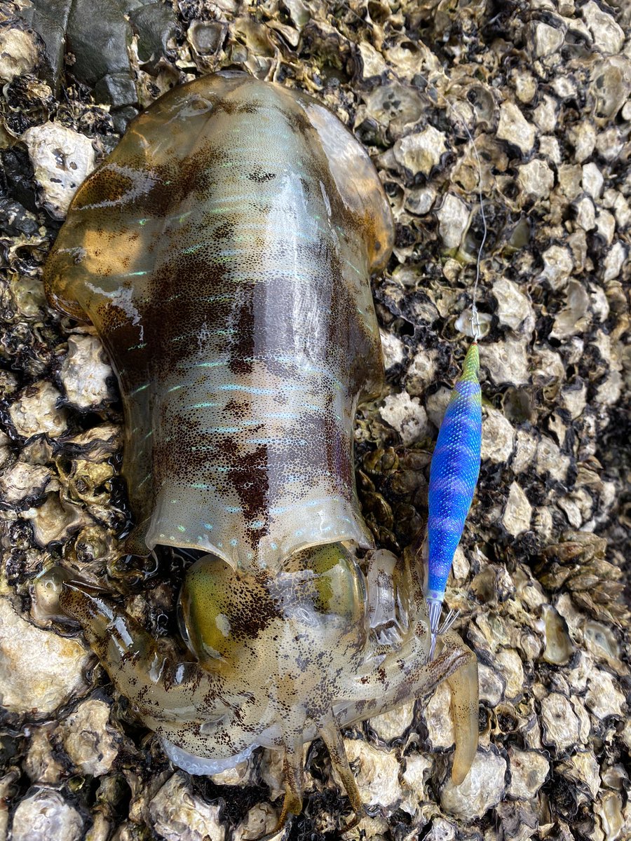 久しぶりのデイエギング🦑
干潮前に3杯😁
なかなかサイズが上がらない😅
＃エギング