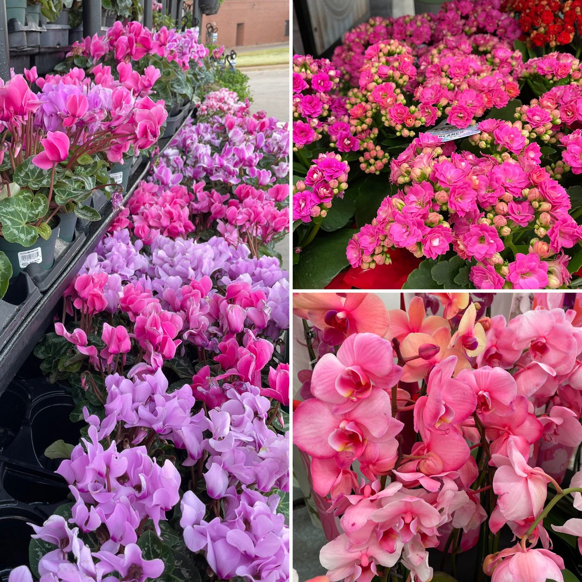 textilefusion's tweet photo. It was a beautiful day at the grocery store, with cyclamen, kalanchoe, and orchid. So much pink…in preparation for Valentine’s Day?
@HEB 
•
#PinkIsMyFavoriteColor #ILovePink #Cyclamen #Kalanchoe #Orchid #HEBStephenvilleTX https://t.co/GSf5MQ4HkN