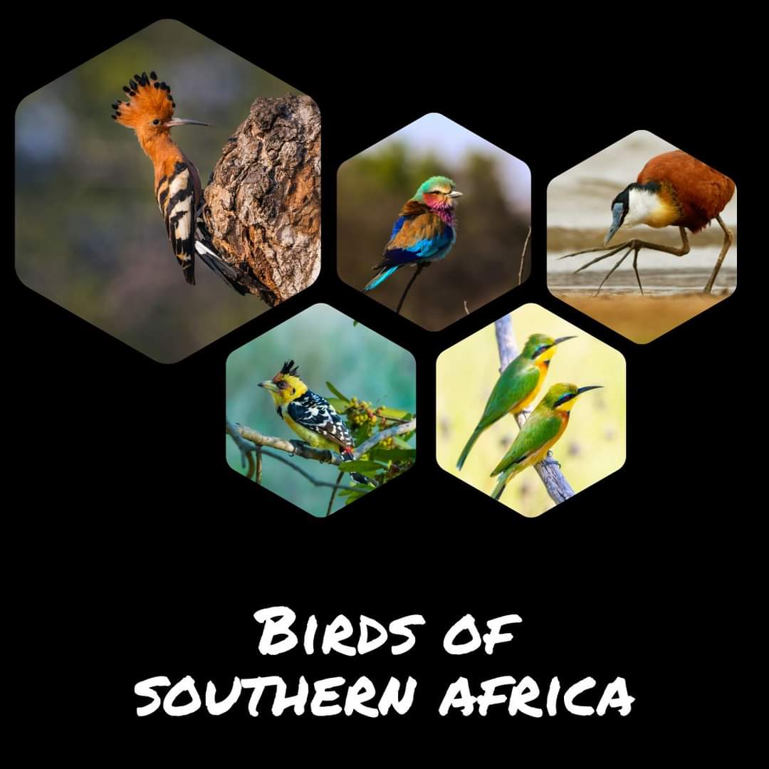 🌍 Exploring the vibrant world of Southern African birds! 🐦✨ From the captivating colors of the Lilac-breasted Roller to the graceful stride of the African Jacana, this region is a birdwatcher's paradise. 🦜🔍 Share your favorite bird sightings and let's spread the love for our