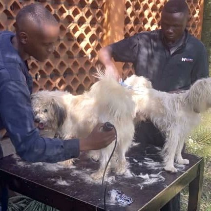 Hello there for all dog care services including grooming kindly contact us on +256788839424 and +256701280368..
.
.
#doggrooming #maltese #uganda #dogtweets #kampaladogpark #FYP
