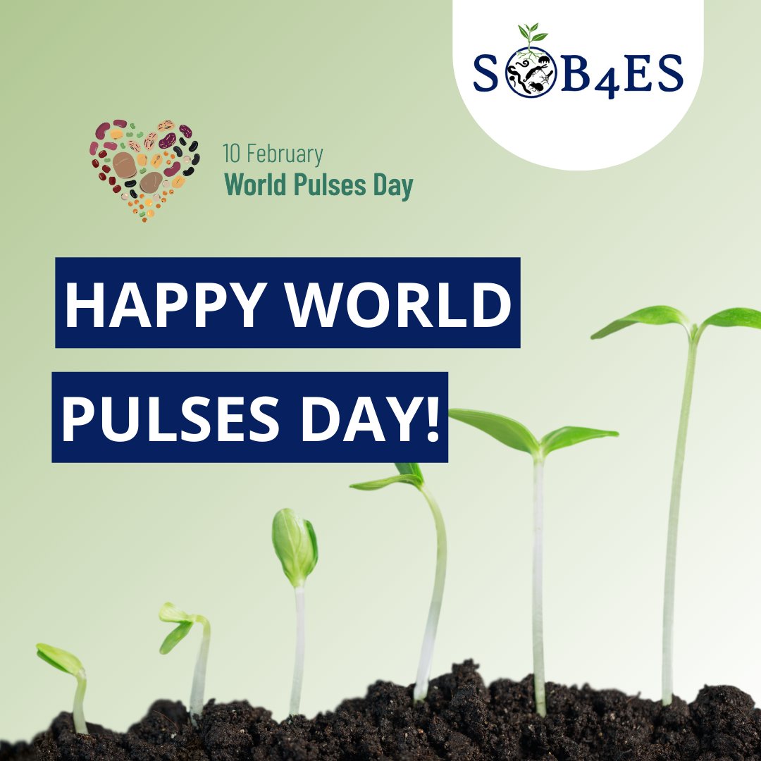 Happy #WorldPulsesDay! This year's slogan, “Pulses: nourishing soils and people,” strongly resonates with the #SOB4ES mission. We recognise the contribution of pulses to #SoilBiodiversity & sustainable food systems! 🌱sob4es.eu #LovePulses #HealthySoil