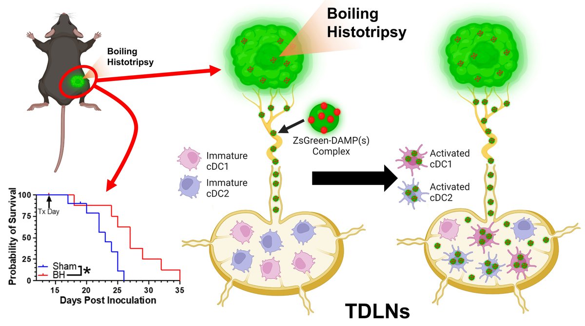 Where does tumor antigen go after histotripsy? Our new Theranostics paper shows it complexes with DAMP(s), flows to the lymph node, and activates the cDCs that gobble it up. Critical info for optimizing FUS & immunotherapy. thno.org/v14p1647.htm @FUSFoundation @UVABME