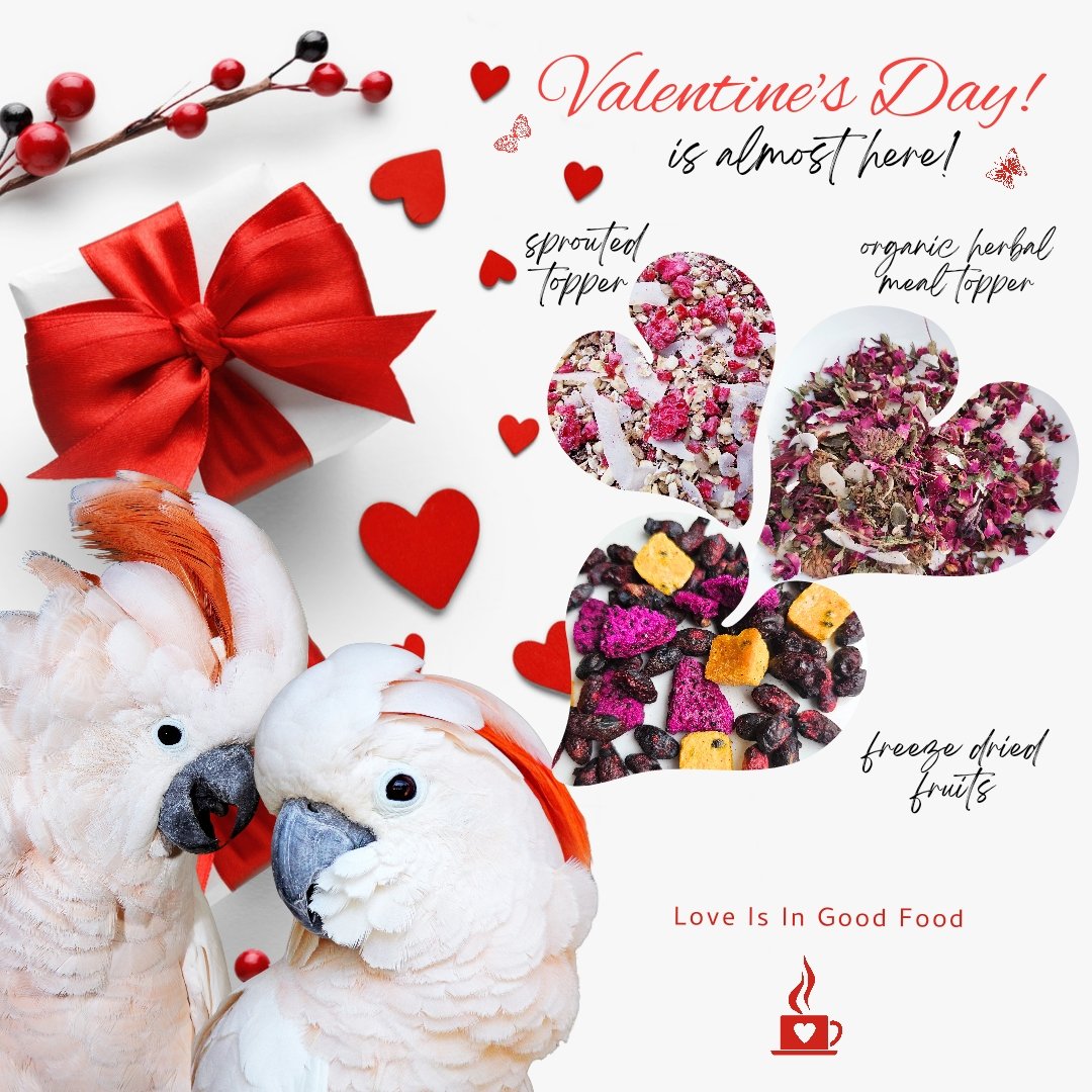 Pollysnaturalp1's tweet photo. Spoil your little feathered friend with natural food. #parrots https://t.co/lcK1IjmLgo