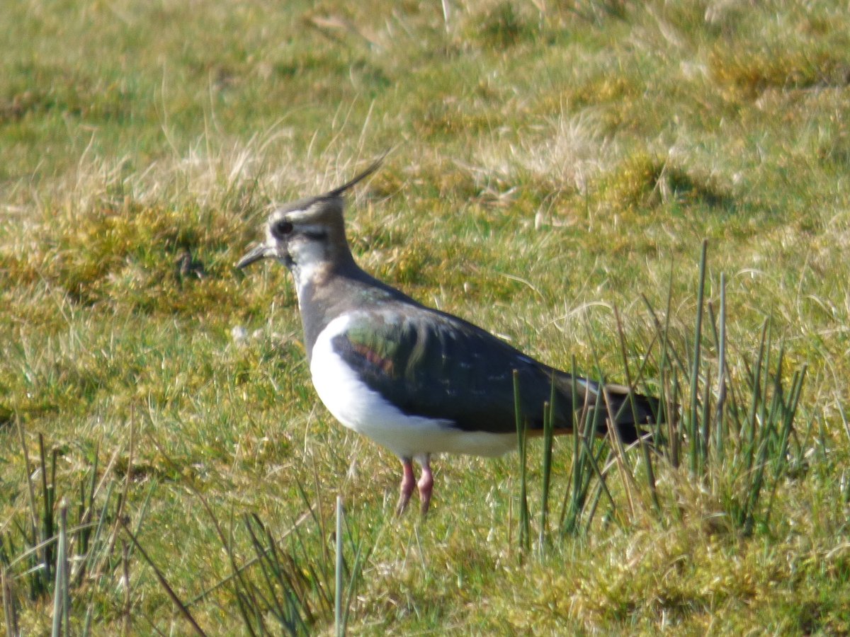 Yorkshire Walks and Wildlife tweet media