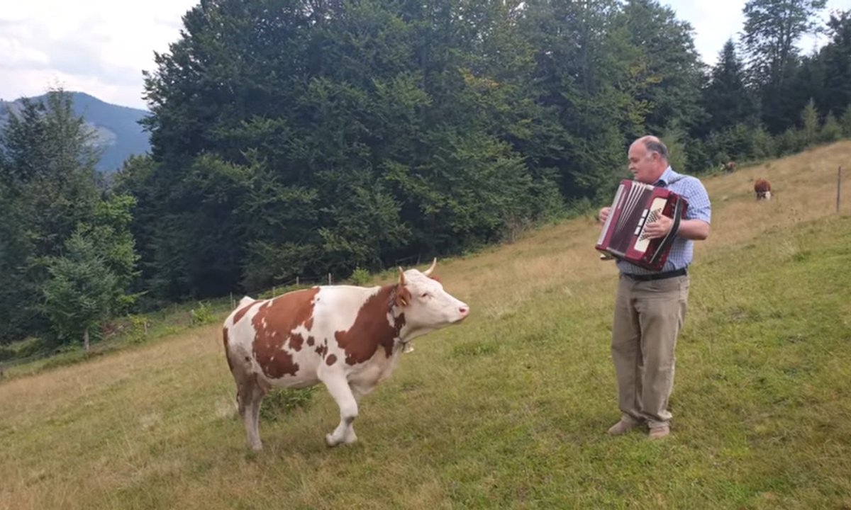 Fleadh cow Na  hEireann