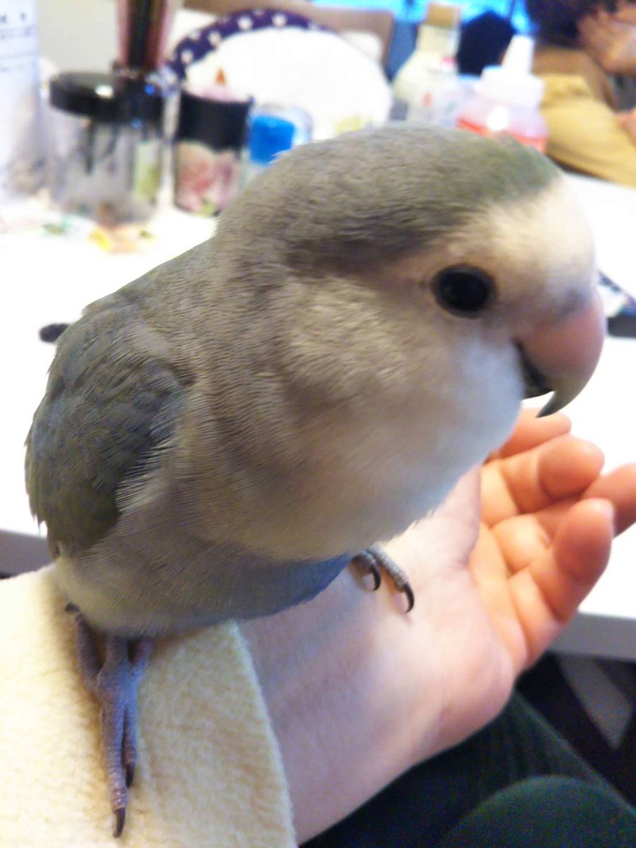 lXPMyAbFa1vt8lJ's tweet photo. 2024.2/8の午後に飼っていたコザクラインコが迷子になってしまいました。名前はタラです。
松戸栄町付近で逃げてしまいました。　
目撃情報や保護情報などございましたらご連絡宜しくお願い致します。

#コザクラインコ
#迷い鳥
#迷子鳥
#千葉県　
#松戸市 https://t.co/U2haBKtFS0