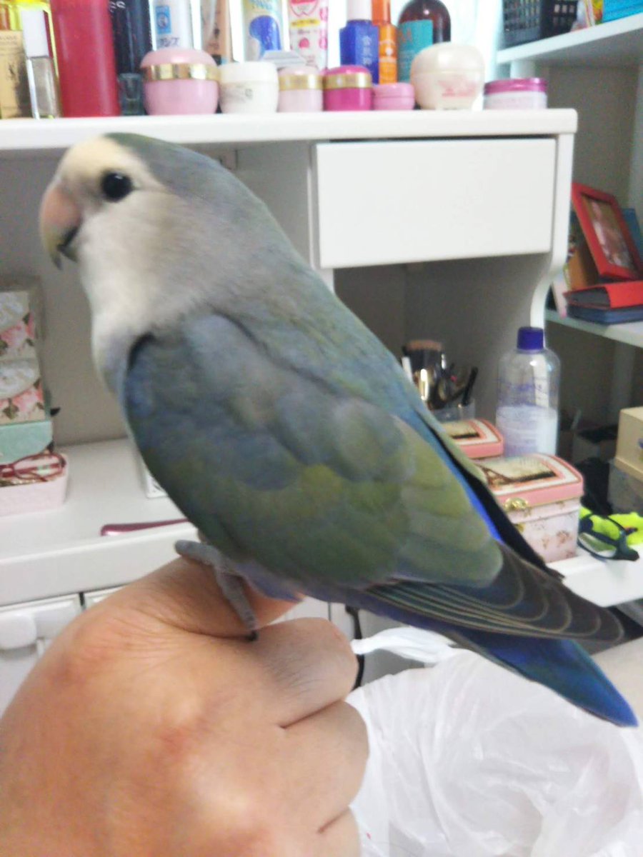lXPMyAbFa1vt8lJ's tweet photo. 2024.2/8の午後に飼っていたコザクラインコが迷子になってしまいました。名前はタラです。
松戸栄町付近で逃げてしまいました。　
目撃情報や保護情報などございましたらご連絡宜しくお願い致します。

#コザクラインコ
#迷い鳥
#迷子鳥
#千葉県　
#松戸市 https://t.co/U2haBKtFS0
