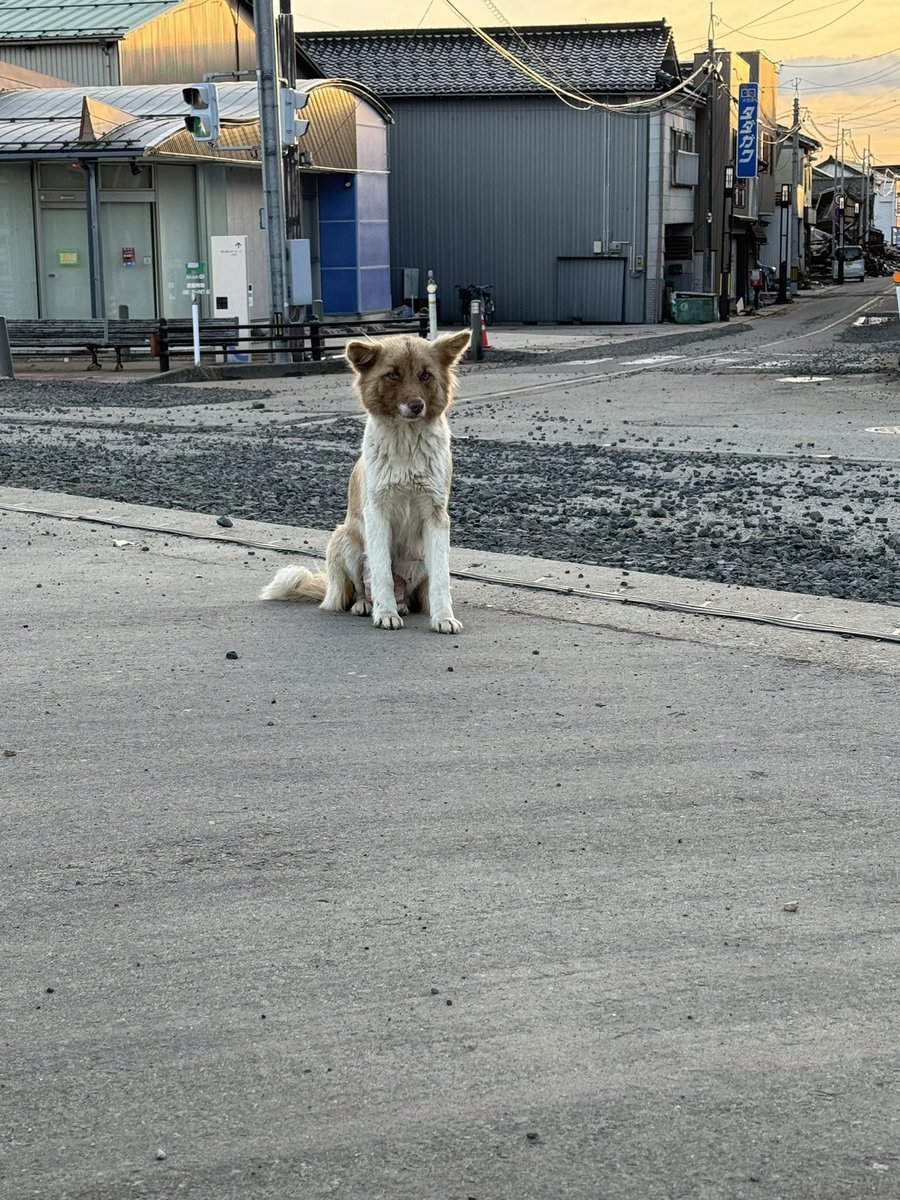 ami_ptr's tweet photo. 【迷子犬目撃情報】📍珠洲市飯田町
本日2/9 17時撮影された写真ですが、震災より飯田町をウロウロしている目撃情報多々あり。
逃げずに着いてきたり飼い犬だった可能性大。
本日は竹内さんにすぐ動いてもらいましたが目撃出来ずでしたので、今ここに居る‼️っていう目撃情報求めます。 https://t.co/KZjCcjXPS6