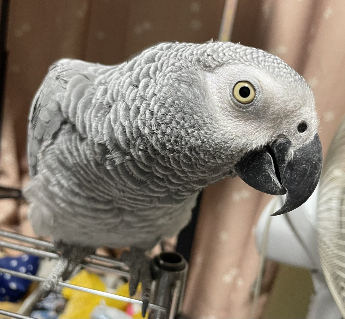 横顔きれーい🤍 #ヨウム