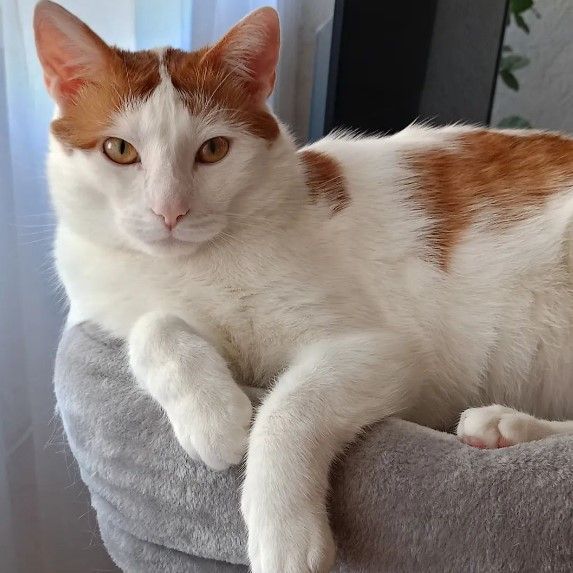 xcatworld's tweet photo. After all, a woman who doesn’t love cats is never going to be make a man happy. 
#cat #Catholic #CaturdayEve #CatsAreFamily #catsnoirfriday #CatsOfTwitter #Caturday #cat #Catholic #CaturdayEve #CatsAreFamily #catsnoirfriday #CatsOfTwitter #Caturday https://t.co/u3qCw5kTui