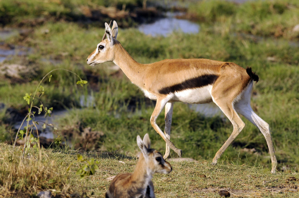 360_adventures's tweet photo. #ThompsonsGazelle
Visit Tanzania and take a tour of the Ngorongoro crater. A caldera created 2 to 3 million years ago, is one of the most game-rich areas of East Africa.

#experiencetheworldinauniqueway #tripadvisor #safaribookings #visitTanzania #360extremeadventures #ngorongoro https://t.co/l93cjvG34g