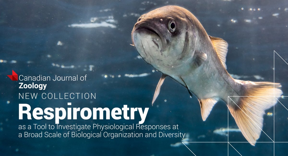 The Canadian Journal of #Zoology's new #Respirometry collection highlights articles presented at #RespFest 1 &amp; 2. 🧬 Explore techniques across biological levels, from genes to ecosystems. ▶️ow.ly/naM550Qy3Gp

👨‍🔬Guest Editor: <a href="/DeslauriersDave/">David Deslauriers</a> 

<a href="/scas_scsa/">Society of Canadian Aquatic Sciences</a> <a href="/csz_scz/">CSZ-SCZ</a> <a href="/CSEE_SCEE/">CSEE_SCEE</a>