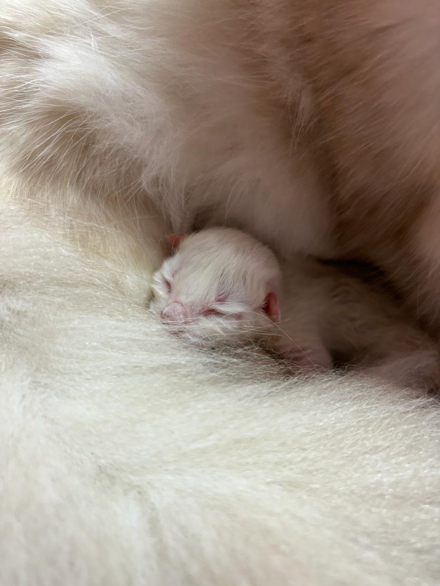 talamasriii's tweet photo. A new family member 🥹 https://t.co/QRYXoxLMRC