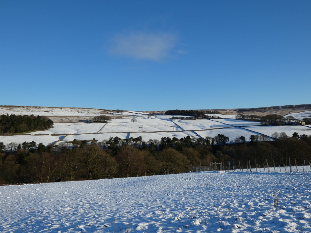 Yorkshire Walks and Wildlife tweet media