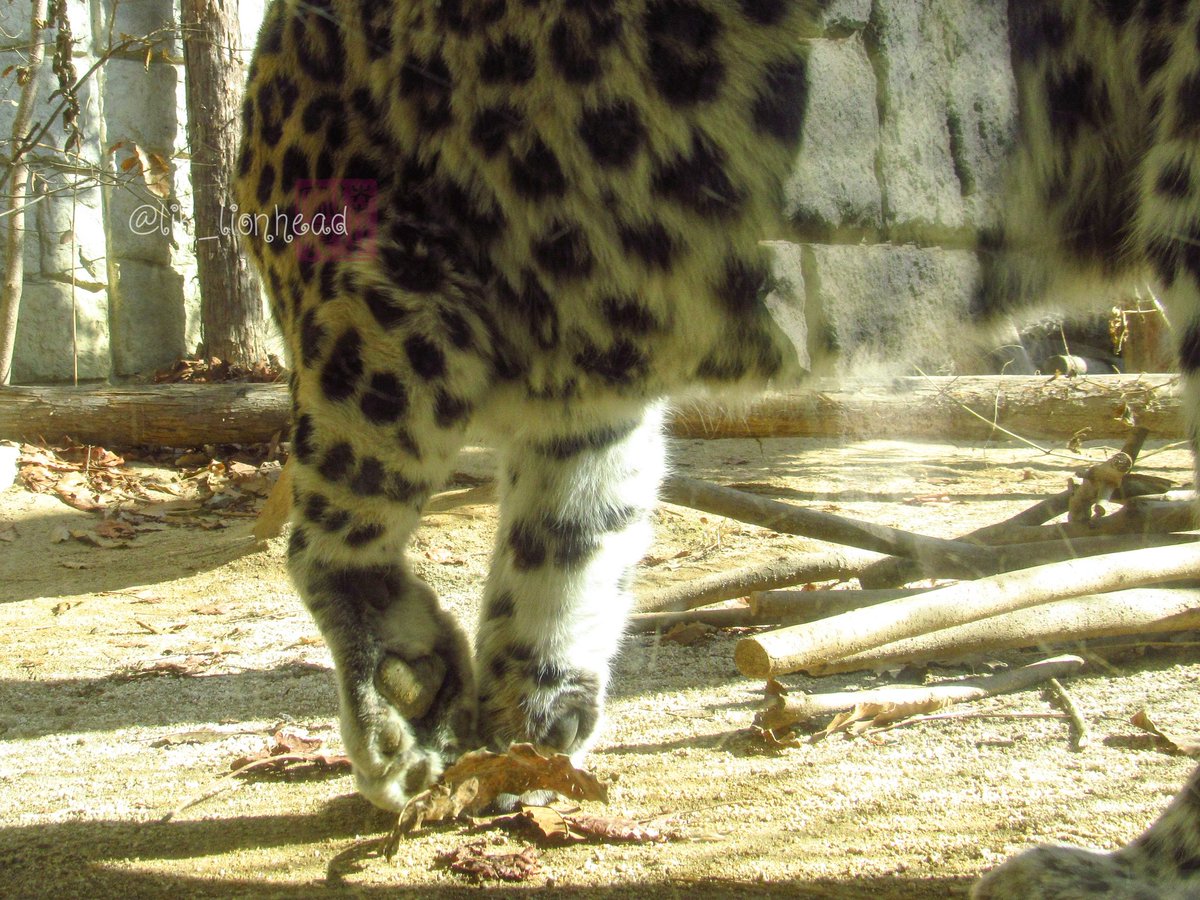 チャチャ様•*¨*•.¸♬︎ ﾁｬﾁｬさん - Search / X