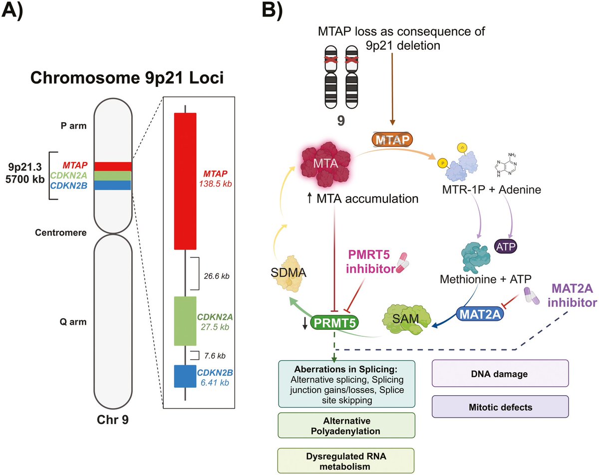 How common are MTAP deletions in advanced GI cancers? What are the molecular correlates of MTAP loss? In this large study (>64K tumors) conducted in partnership with @FoundationATCG, @MDAndersonNews investigators (@NatalieNgoi Jordi Rodon) find 1 in 5 #PancreaticCancer cases…