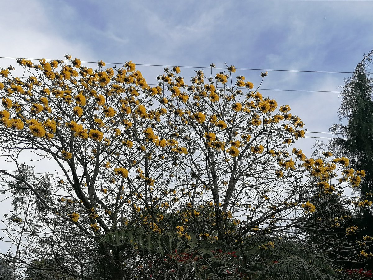 coco25z's tweet photo. Te fuiste un 9 de febrero mientras el Guayacán florecía. Un abrazo al cielo Tía, no creerías cómo todo se desencajó desde que no estás. Tu ausencia nos cambió tanto a todos que quizás no nos reconocerías. Te extrañamos infinito. https://t.co/FHML4T5Ibp