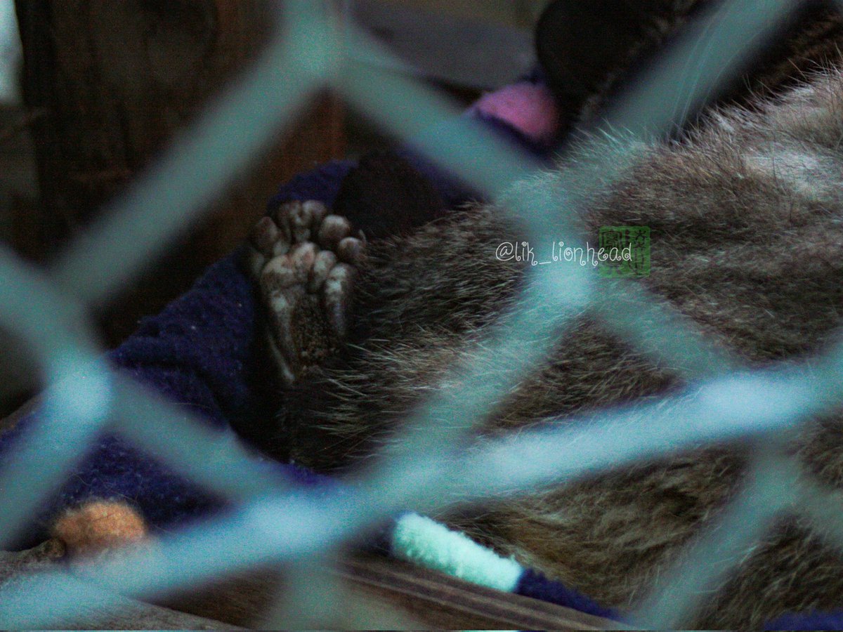 lik_nasua_nasua's tweet photo. #肉球の日
すやすやネコたんの肉球🐾
#大牟田市動物園 #ハクビシン #ハッチ
#MaskedMusang https://t.co/bS8GbHsTB4